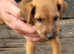 Lakeland puppies