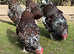 Speckled Sussex breeding set