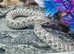 3 x western hognose snakes