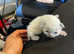 9 Ragdoll kittens for sale