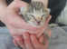 Ragdol mix KITTENS READY 21/6/25