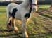 3 year old ride and drive colt