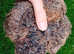 Quail Hatching Eggs for Sale - Celadon & Coturnix