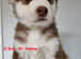 9 Beautiful Alaskan Huskies Ready for Their Forever Homes!