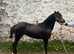 13h welsh partbred mare