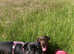 Dog Walking Services