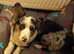 WELSH CARDIGAN CORGI PUPS READY 160825
