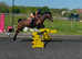 15.2hh 7 year old happy hacker / low level alrounder
