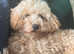 Beautiful 1 year old maltipoo looking for a new loving home