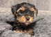 Yorkshire terrier puppies, ready today!