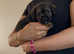 KC registered border terrier pups