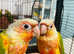 Fully Hand Reared Baby Pineapple Conure Talking parrot