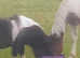 Schooling a Yearling