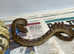 Gold Phase Cat Eyed Snakes at Birmingham Reptiles