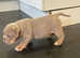 New English bulldog puppy