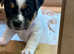 Jug puppies