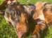 dachshund puppies 5 boys/4 girls