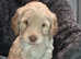Australian Labradoodle