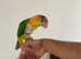 Silly Tame Yellow thighed caique 5 months old