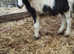 Traditional Cob quality colt foal