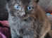 Stunning half Norwegian Forest kittens for sale