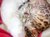 Savannah  female 2900 white mink savannah male 2550