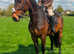 Attractive 16.2hh 6 year old Irish sport horse gelding