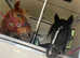14hh 7yo ride & drive gypsy cob mare summer project