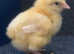 £35 for 5 x Day old La Bresse Gauloise chicks
