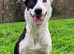 Only 2 left 7 week old collie lurcher cross Springer cross lurcher