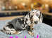 6 Gorgeous miniature Dachshund puppies