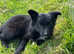 Three Gorgeous Border Collie Puppies