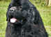 Pedigree  Newfoundland Female puppy ready now