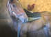 Stunning tb filly
