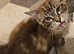 Entire seal lynx ragdoll male