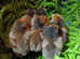 GOLD LACED ORPINGTON CHICKS
