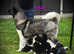 Quality KC Registered American Akita Puppies