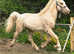 Welsh palomino