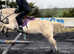 Dolly a perfect second and leadrein pony