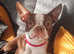 Gorgeous KC registered, Boston Puppies