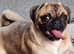 Female pug for dale sold pending pick up