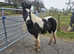 Rising 3 gelding