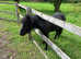 American Miniature Black Beauty