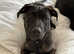 Re-homing: Bull/Grey x Mali puppy (6 mths old)