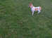 Verry small miniature jackrussle x chihuahua
