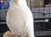 Little Corella