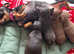 Teacup Russian Toy terriers ready to be reserved 1,4kg to 2kg