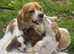 3 adorable little cavaliers available