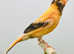 Canaries