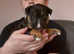 5 Beautiful pups for sale